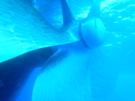 Propeller Polishing After | NSD LTD