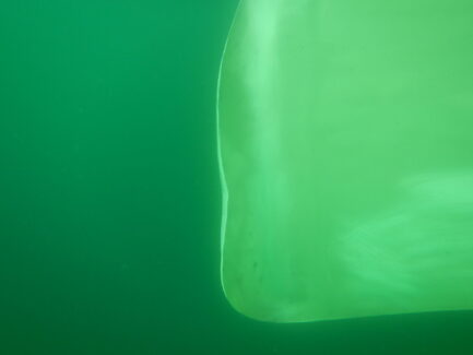 Propeller & Ropeguards | NSD LTD