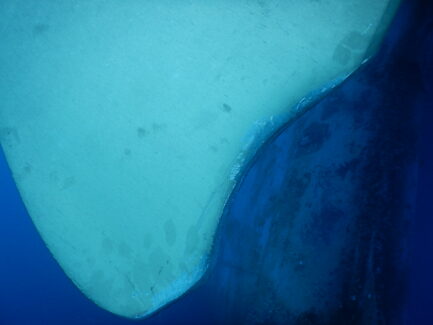 Propeller & Ropeguards | NSD LTD