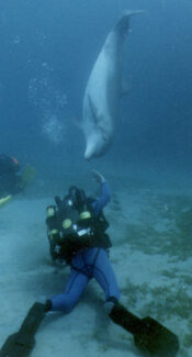 NSD LTD | UnderWater Services