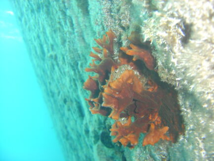 NSD LTD | UnderWater Services